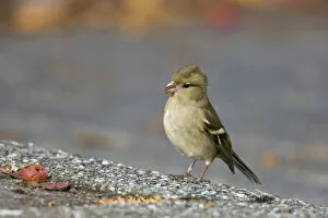 Images Dated 11th November 2007: Common Chaffinch foraging in urban area Netherlands, Fringilla coelebs