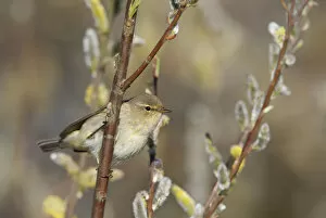 Images Dated 30th March 2009: Common Chiffchaff perched on a branch, Phylloscopus collybita, Netherlands