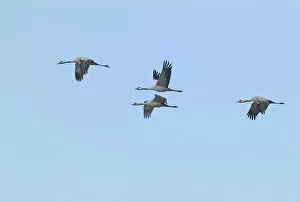 Images Dated 11th April 2004: Common Crane group flying, Grus grus