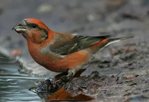 Images Dated 9th November 2005: Common Crossbill male drinking