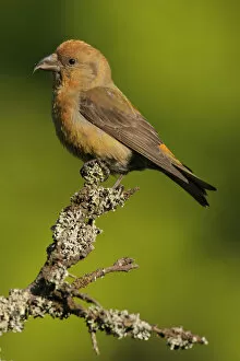 Images Dated 3rd May 2007: Common Crossbill male perched on a branch