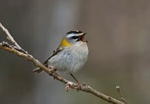 Images Dated 29th March 2005: Common firecrest, Regulus ignicapilla