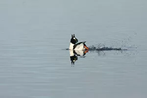 Images Dated 28th December 2009: Common Goldeneye in display, Bucephala clangula