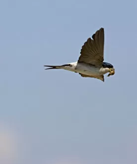 Images Dated 6th May 2004: Common House Martin in flight, Delichon urbicum