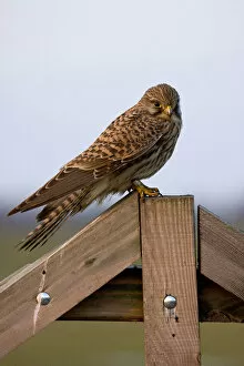 Images Dated 31st January 2009: Common Kestrel female perched, Falco tinnunculus