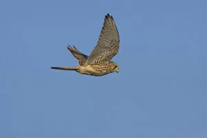 Images Dated 2nd January 2006: Common Kestrel flying, Falco tinnunculus