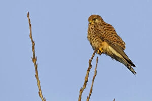 Images Dated 16th February 2013: Common Kestrel perched, Falco tinnunculus, Italy