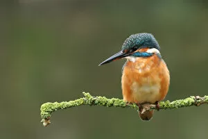 Images Dated 25th October 2006: Common Kingfisher perched on branch, Alcedo atthis