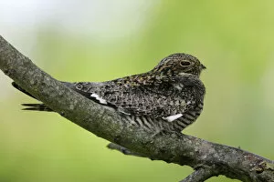 Images Dated 3rd May 2005: Common Nighthawk, Chordeiles minor, United States