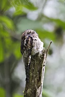 Images Dated 8th December 2009: Common Potoo on daytime roost, Nyctibius griseus