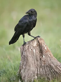 Images Dated 7th August 2009: Common Raven on trunk, Germany