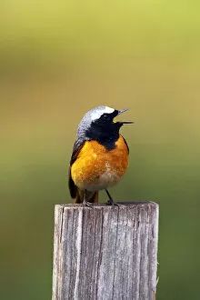 Images Dated 26th May 2004: Common Redstart singing, Phoenicurus phoenicurus