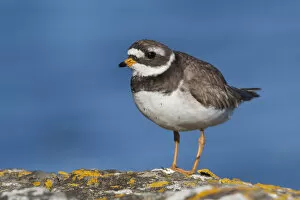 Images Dated 1st July 2007: Common Ringed Plover, Charadrius hiaticula, Iceland, adult female