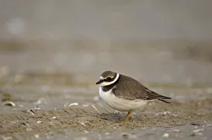 Images Dated 16th September 2007: Common Ringed Plover immature on the beach Netherlands, Charadrius hiaticula