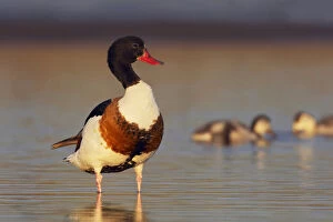 Images Dated 20th July 2009: Common Shelduck foraging with juveniles, Tadorna tadorna
