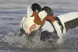 Images Dated 14th January 2005: Common Shelduck two males fighting, Tadorna tadorna