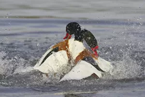 Images Dated 14th January 2005: Common Shelduck two males fighting, Tadorna tadorna
