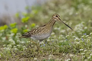 Images Dated 30th March 2006: Common Snipe walking in the grass, Gallinago gallinago