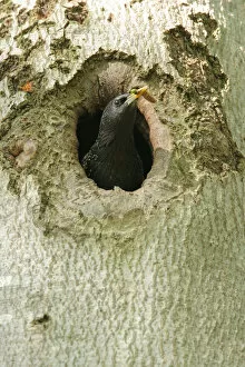 Images Dated 3rd May 2007: Common Starling adult looking out of nest hole Netherlands, Sturnus vulgaris