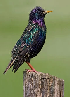 Images Dated 1st May 2006: Common Starling adult perched on pole, Sturnus vulgaris