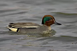Images Dated 27th February 2005: Common Teal male swimming