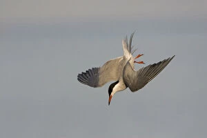 Images Dated 17th May 2007: Common Tern just before the dive, Sterna hirundo, Netherlands