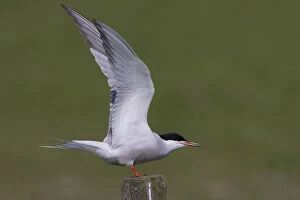 Images Dated 27th April 2007: Common Tern with lifted wings, Sterna hirundo, Netherlands