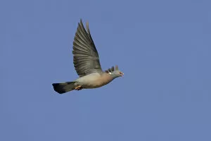 Images Dated 30th October 2006: Common Wood Pigeon in flight Italy, Columba palumbus
