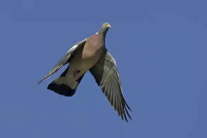 Images Dated 3rd November 2006: Common Wood Pigeon in flight Italy, Columba palumbus