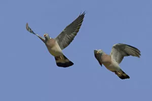 Images Dated 30th October 2006: Common Wood Pigeon flying, Columba palumbus