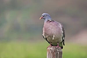 Images Dated 11th September 2005: Common Wood Pigeon perched on a pole, Columba palumbus, Netherlands