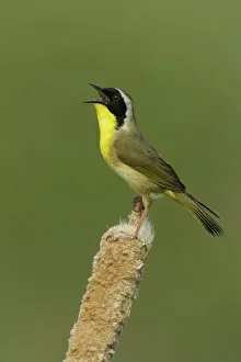 Images Dated 21st April 2005: Common Yellowthroat, Geothlypis trichas, United States