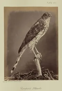 Cooper Hawk William Notman Canadian born Scotland Cooper Hawk William Notman Canadian born Scotland
