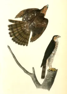 Coopers Hawk., Audubon, John James, 1785-1851 Coopers Hawk., Audubon, John James, 1785-1851
