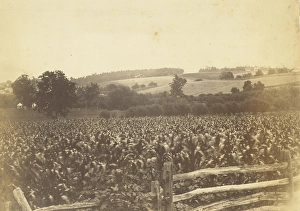 Cornfield Avondale PA Thomas Eakins American Cornfield Avondale PA Thomas Eakins American
