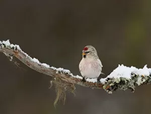 Images Dated 15th March 2009: Coues's Arctic Redpoll, Carduelis hornemanni exilipes, Acanthis hornemanni, Finland