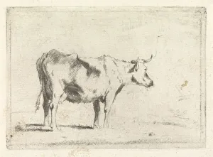 Cow right standing pasture cow Johannes Janson Cow right standing pasture cow Johannes Janson