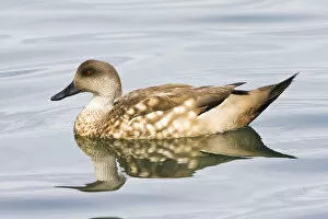 Images Dated 10th March 2006: Crested Duck, Lophonetta specularioides