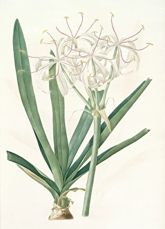 Crinum americanum, Redoute, Pierre Joseph, 1759-1840, les liliacees, 1802 - 1816 Crinum americanum, Redoute, Pierre Joseph, 1759-1840, les liliacees, 1802 - 1816