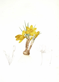 Crocus luteus, Crocus aureus, Redoute, Pierre Joseph, 1759-1840, les liliacees, 1802 Crocus luteus, Crocus aureus, Redoute, Pierre Joseph, 1759-1840, les liliacees, 1802