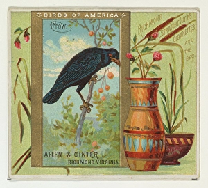 Crow Birds America series N37 Allen & Ginter Cigarettes Crow Birds America series N37 Allen & Ginter Cigarettes