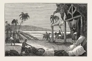 CULTIVATION OF THE COTTON PLANT, GUIANA. The Guianas, sometimes called by the Spanish CULTIVATION OF THE COTTON PLANT, GUIANA. The Guianas, sometimes called by the Spanish