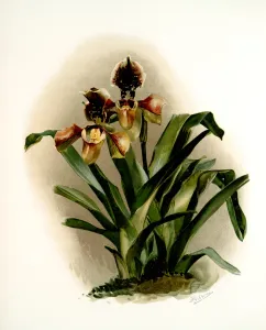 Cypripedium boxalli atratum, Sander, F. (Frederick), 1847-1920, (Author), Moon, H Cypripedium boxalli atratum, Sander, F. (Frederick), 1847-1920, (Author), Moon, H