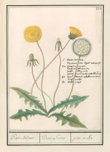 Dandelion Taraxacum officinale Pisse Bloeme Dens Leonis Dandelion Taraxacum officinale Pisse Bloeme Dens Leonis