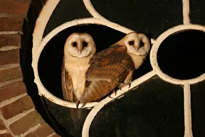 Images Dated 7th August 2007: Dark Barn Owl