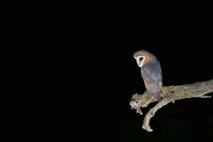 Images Dated 27th August 2005: Dark Barn Owl perched on a trunk