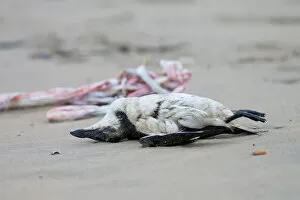 Images Dated 21st January 2012: Dead Razorbill washed ashore, Alca torda