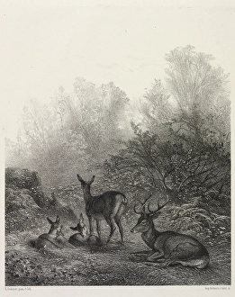 Karl Bodmer Gallery: Deer Rest Karl Bodmer Swiss 1809-1893 Lithograph