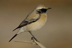 Images Dated 27th December 2006: Desert Wheatear adult male, Oenanthe deserti