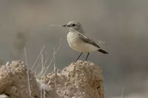 Images Dated 4th April 2005: Desert Wheatear female with nest material, Oenanthe deserti